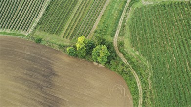 Aerial view, landscape with field and vineyard, Weinviertel, Hadres, Lower Austria, Austria, Europe