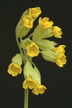 Common cowslip (Primula officinalis), cowslip, apothecary primrose, medicinal plant, flowers