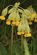 Common cowslip (Primula officinalis), cowslip, apothecary primrose, medicinal plant, plant with