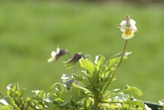 Field heartsease (Viola tricolor), medicinal plant, herb, wild plant, medicinal use