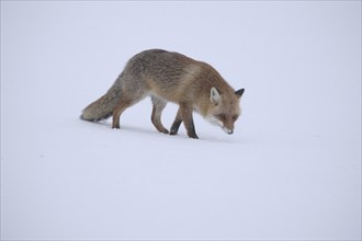 Red fox (Vulpes vulpes) in light snowfall on snowy meadow, Allgäu, Bavaria, Germany, Europe