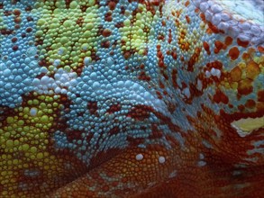 The skin of a panther chameleon (Furcifer pardalis)