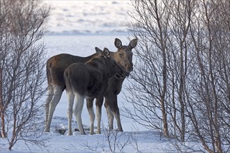 Cow elk (Alces alces) with young in winter on the island of Andøya, Vesterålen, Norway, Europe