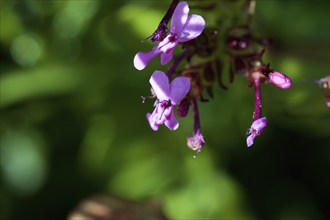 (Fedia Cornucopiae), macro, flower, Zingaro, national park, nature reserve, northwest, Sicily,