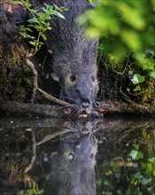 Nutria (Myocastor coypus), Germany, Europe