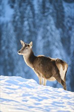 Red deer (Cervus elaphus) hind on a snowy meadow in the mountains in tirol, Kitzbühel, Wildpark