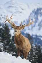 Red deer (Cervus elaphus) stag on a snowy meadow in the mountains in tirol, Kitzbühel, Wildpark