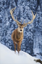 Red deer (Cervus elaphus) stag on a snowy meadow in the mountains in tirol, Kitzbühel, Wildpark