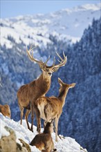 Red deer (Cervus elaphus) stag with hind on a snowy meadow in the mountains in tirol, Kitzbühel,