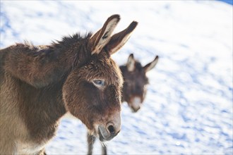 Domestic donkeys (Equus asinus asinus) portrait, snow, winter in tirol, Kitzbühel, Wildpark Aurach,