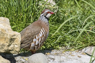 Red-legged partridge (Alectoris rufa), French partridge foraging in meadow, grassland