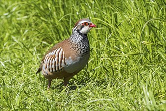 Red-legged partridge (Alectoris rufa), French partridge foraging in meadow, grassland