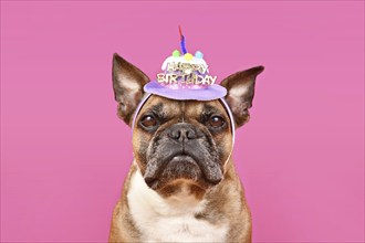 French Bulldog dog with happy birthday party hat on pink background