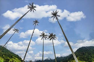 Wax palms largest palms in the world, Cocora valley, Unesco site coffee cultural landscape,