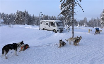 Huskies, sled dogs in front of camper van in wintry Lapland, Finland, Europe