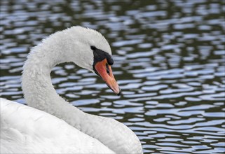 Close-up portrait of mute swan (Cygnus olor) swimming in lake