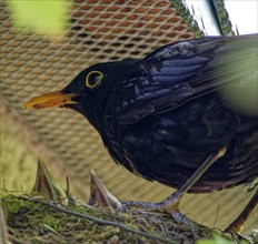 Blackbird, male and nestlings, young blackbirds (Turdus merula) in nest, Saxony, Germany, Europe