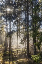 Spruce forest with fog and sunbeams through the branches in autumn