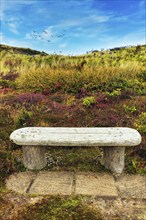 Simple wooden bench in dune landscape, flowering heath, Isle of Tresco, Isles of Scilly, Cornwall,