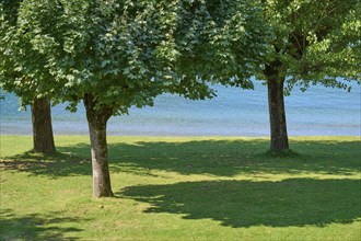 Lawn, Trees, Outdoor pool, Summer, Lake Millstatt, Millstatt, Carinthia, Austria, Europe