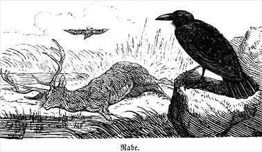 Raven, Hubertus hunting and hunting scenes, wild animals, nature, dead stag, bird, rock, beak,