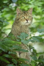 European wildcat (Felis silvestris) looking attentively, Germany, Europe