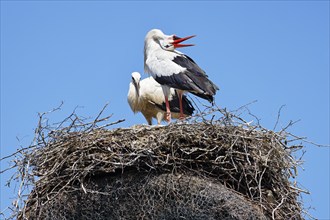 White storks (Ciconia ciconia) Old bird rattling its beak on the nest with young bird,