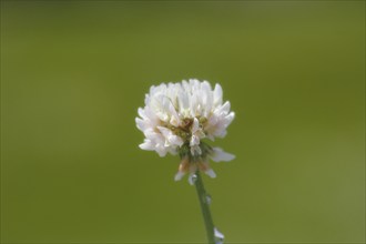 White clover (Trifolium repens), single flower, with water drop, North Rhine-Westphalia, Germany,