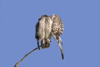 Short-eared owl (Asio flammeus) (Asio accipitrinus) grooming and stretching wing