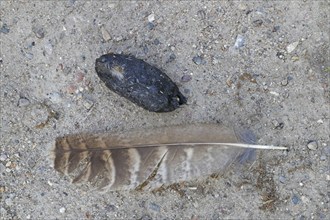 Lost feather and regurgitated pellet of Eurasian eagle-owl (Bubo bubo), European eagle-owl on the