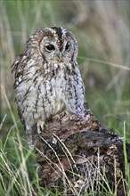 Tawny owl (Strix aluco) portrait on tree stump, England, UK