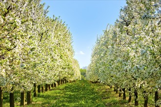 Orchards near Borthen