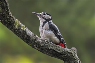 Great spotted woodpecker (Dendrocopos major), greater spotted woodpecker female foraging on tree