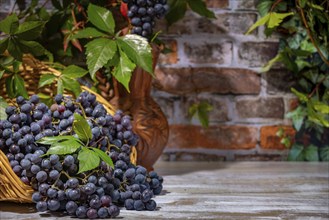 Blue burgundy grapes in and next to basket with wine jug in front of brick wall with leaves,