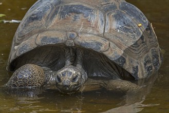 Aldabra giant tortoise (Aldabrachelys gigantea) (Testudo gigantea) native to the islands of the