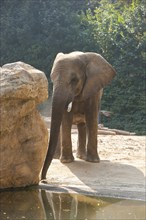 Dresden Zoo, Elephants