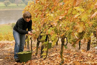 Grape grape harvest in the vineyard, Rote Presse