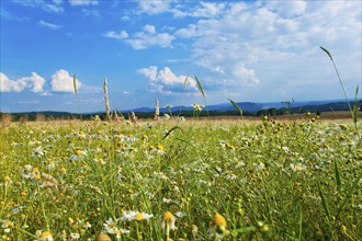 Rathewalde, flower meadow in summer