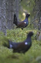 Two Western capercaillie (Tetrao urogallus) males displaying at courting ground, lek in coniferous