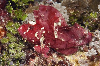 Camouflaged red leaf fish (Taeninotus triacanthus), leaf fish in red colour variant sits