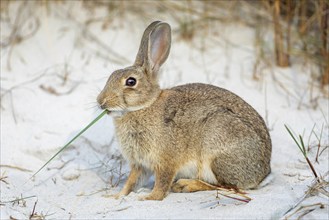 European rabbit (Oryctolagus cuniculus) foraging, eating dune grass, in sand dune, dune landscape,