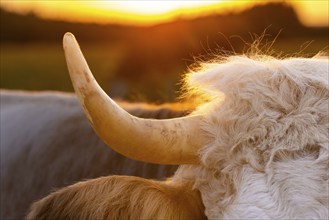 The horn of a cow, Erlis, Unterallgäu, Bavaria