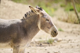 Donkey (Equus asinus), portrait, Spain, Europe