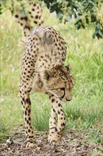 Cheetah (Acinonyx jubatus), walking, captive, distribution africa