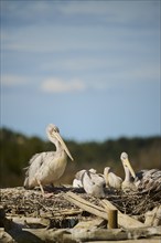 Great white pelican (Pelecanus onocrotalus) sitting, France, Europe