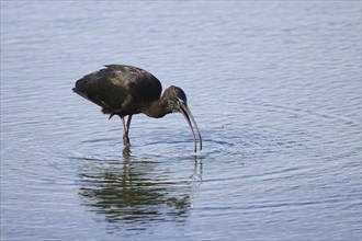 Glossy ibis (Plegadis falcinellus), standing in the water, Spain, Europe