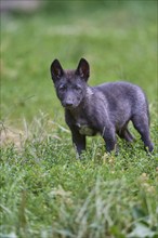 Timber Wolf (Canis lupus), cub, captive, Germany, Europe