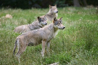 Timber Wolf (Canis lupus), group of wolves, captive, Germany, Europe