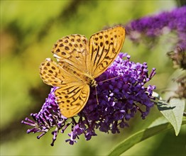 Butterfly Emperor Cloak (Argynnis paphia), Witten, North Rhine-Westphalia, Germany, Europe