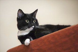 Close up of tuxedo cat, bicolor domestic cat with a white and black coat resting on furniture in